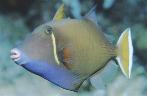 Eye Stripe Triggerfish Sufflamen Chrysopterum Bloch And Schneider 1801