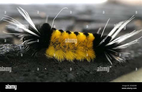 Dramatic yellow black Spotted Tussock moth caterpillar. Close up ...