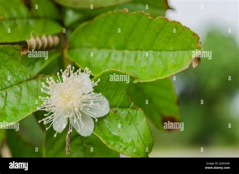 Psidium Guajava Flower Guava Stock Photo Alamy