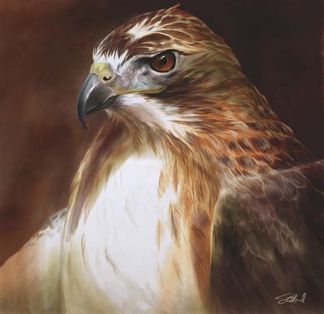 Red Tailed Hawk Oil Painting By Stevegoad On Deviantart