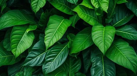 Exotic Foliage Vibrant Tropical Leaf Texture Background Leaf Wallpaper