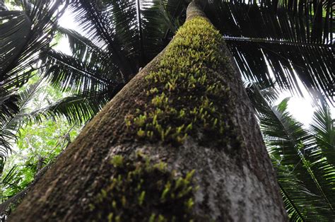 Cockscomb Basin Waterfalls and Jungle Hike - Dangriga, Stann Creek District