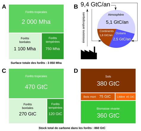 Flux et stocks de carbone au niveau des forêts Planet Vie