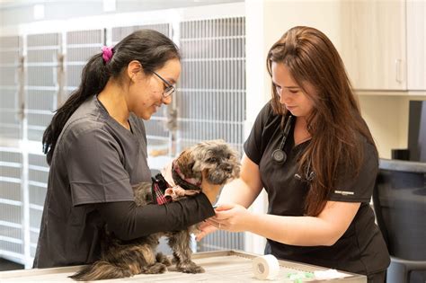 🔴 Emergency Pet Care In Long Island, NY | Oath