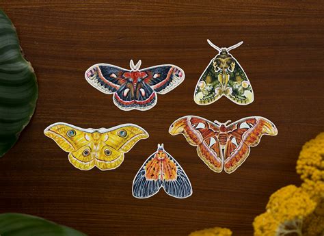 Moths Vinyl Sticker Pack Etsy