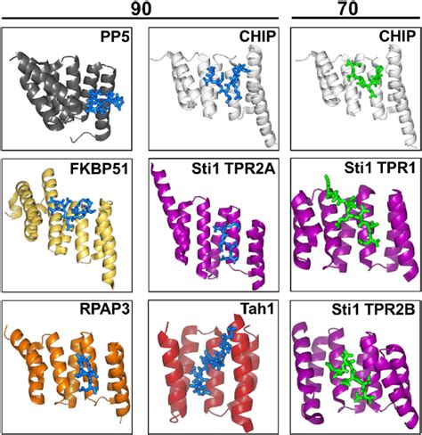 Crystal Structure Of Tpr Domains Of Co Chaperones With Hsp Or Hsp