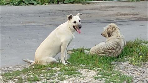 Funny Animals Dog Friendship From The Life Of Street Dogs Big Dogs