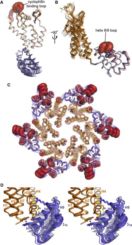 X Ray Structures Of The Hexameric Building Block Of The HIV Capsid Cell