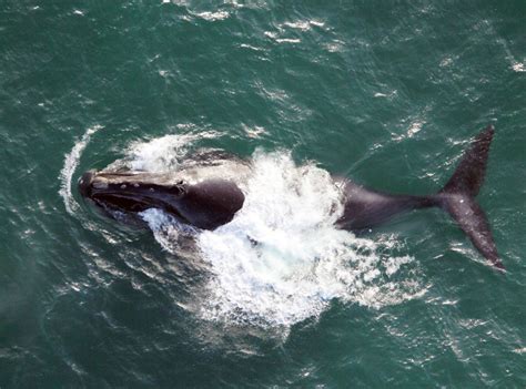 Progress Being Made In Fight To Save North Atlantic Right Whale From