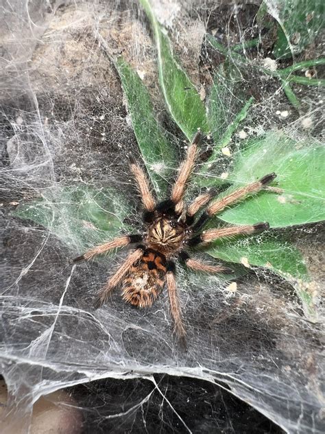 Sex Of My Tarantula R Tarantulas