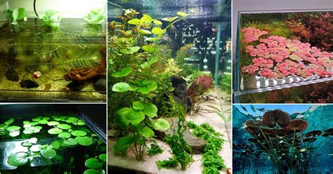 16 Best Aquarium Floating Plants for a Stunning Display | Indoor Garden Web