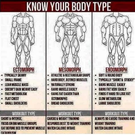 Bodybuilding Body Types