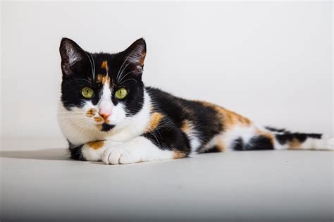 Más de 50 000 imágenes gratis de Gato Calico y Gato Pixabay