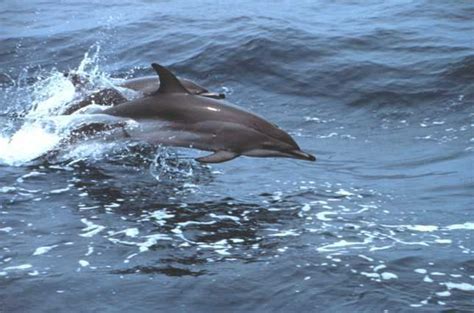 Clymene dolphin - Alchetron, The Free Social Encyclopedia