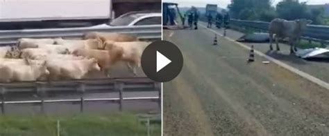 Vicenza Tir Carico Di Bestiame Si Ribalta In Autostrada Strage Di