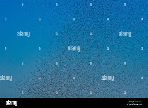 Many Large Cloud Of Mosquitoes Against Blue Sky Stock Photo Alamy