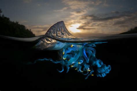 Belas Fotografias Meia água Mostram O Que Se Esconde Sob As Ondas