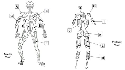 Anatomy Physiology Lesson 3 Review Diagram Quizlet