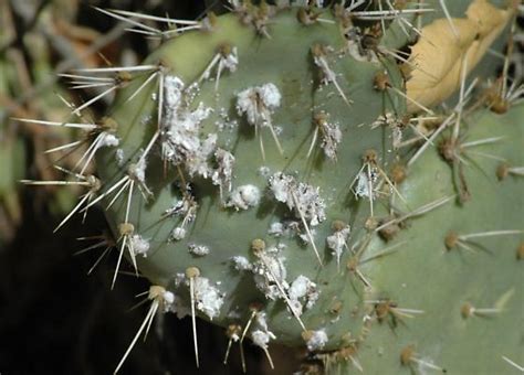 Scale On Cactus Causes Signs And Treatment Garden Wisper