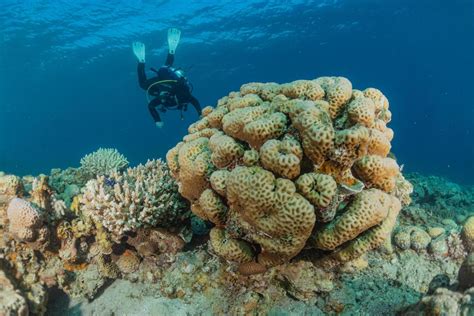 Coral reef and water plants in the Red Sea, Eilat Israel 3194413 Stock ...