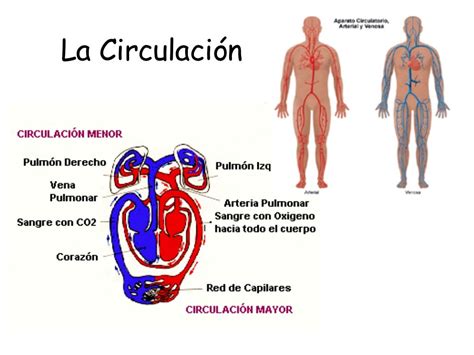 Sistema Circulatorio