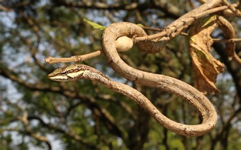 Southern Vine Snake Thelotornis Capensis Kloof Conservancy The