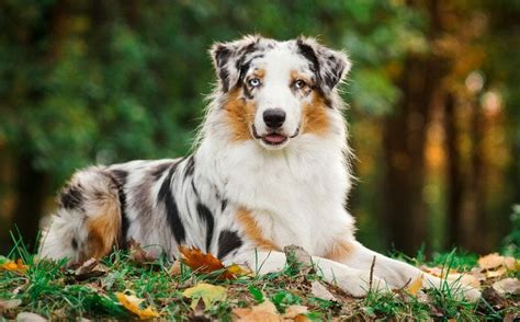 Australian Shepherd Dogs and Puppies: Breed Information