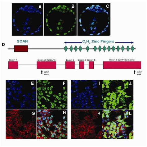 Expression Of Zfp In Mouse Embryos And Adult Tissues A Zfp