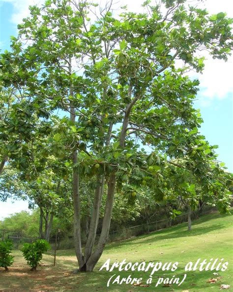 Artocarpus Altilis Arbre Pain