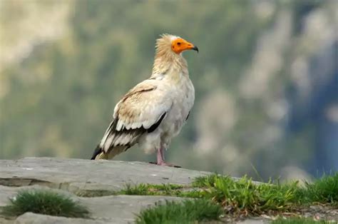 Vautour Percnopt Re Tout Savoir Sur Cet Oiseau