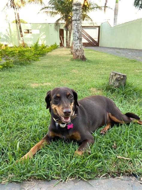 Saiba Como Acalmar Os Pets Durante A Queima De Fogos De Fim De Ano