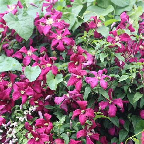 Buy Clematis Group 3 Syn Clematis Viticella Madame Julia Correvon