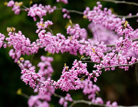 Dogwoods Redbuds Could Bloom Early This Year Missouri Department Of