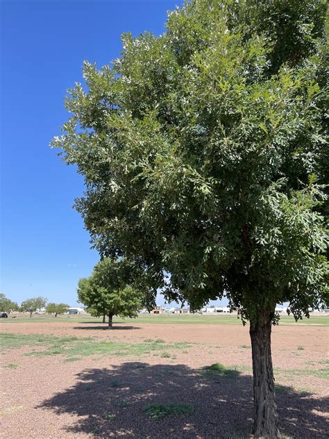 Bur Oak From Valley Lilac Ln El Paso TX US On July 09 2022 At 10 07