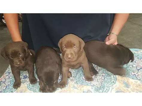 8 beautiful American Labrador Retriever puppies for sale in Albemarle ...