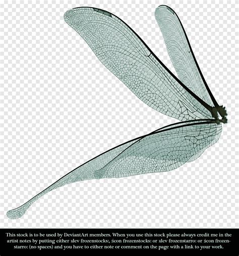 Dragonfly Insect Wing Dragon Fly Insects Feather Png Pngegg