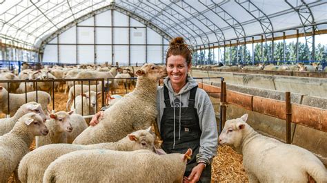 Sheep Barn Layout