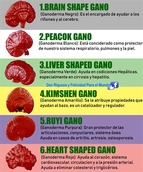 Beneficios Del Ganoderma Lucidum Dxn Riqueza Y Felicidad Para El Mundo