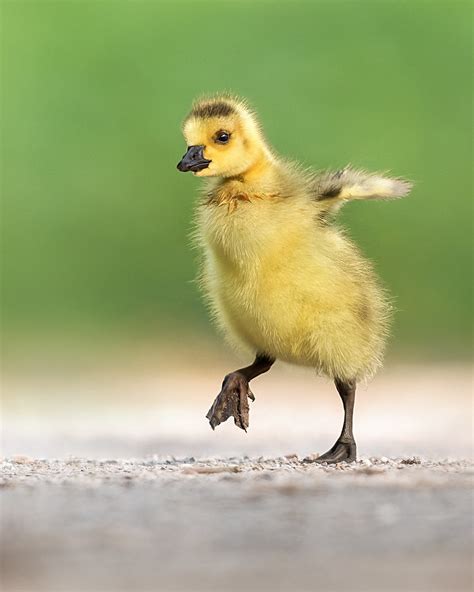 Kanadagans K Ken Canada Goose Gosling Markus Wallmann Flickr