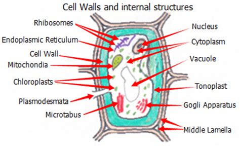 glossary    bible  botany
