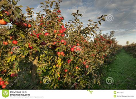 Apple Orchard Stock Image Image Of Harvest Garden Idared 34322101