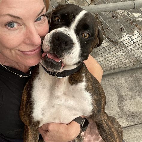 Atlas Boxer Rescue La