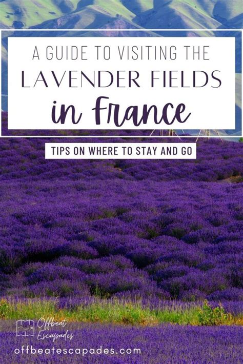 Best Places To See Lavender Fields In France With Free Map 2023