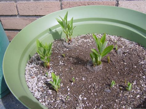 06/11/2020 Planting Milkweed