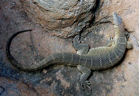 Nile Monitor Lizard. | Free Photo - rawpixel