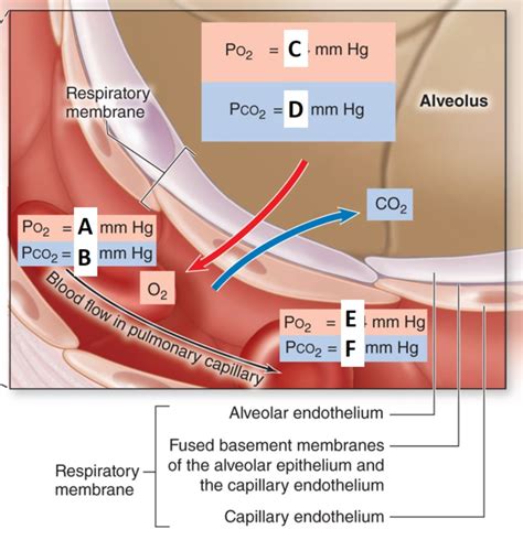 Alveolar Gas Exchange Diagram Diagram Quizlet