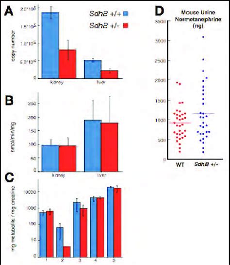 Characterization Of Sdhb And Sdhb Mice A Sdhb Expression Download Scientific Diagram