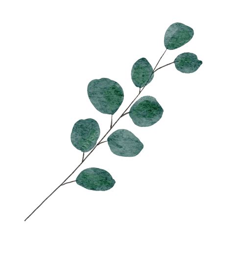 Eucalyptus Watercolor Leaves Green Foliage Illustration Eucalyptus