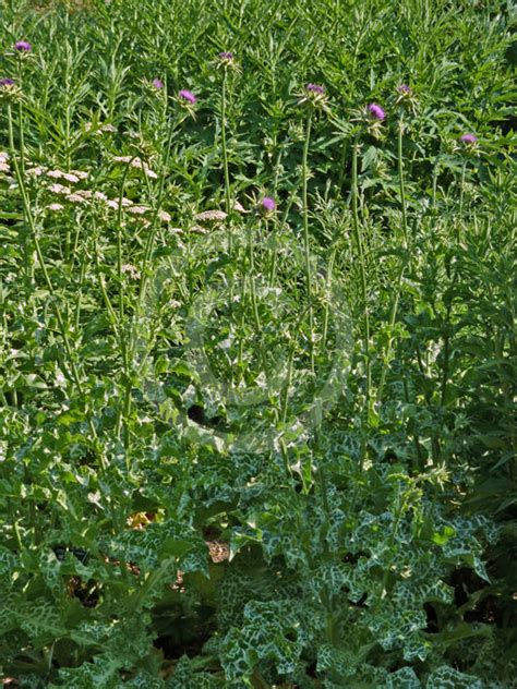 Silybum Marianum Blessed Marys Thistle Variegated Thistle Blessed