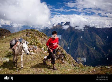 Mule skinner hi-res stock photography and images - Alamy